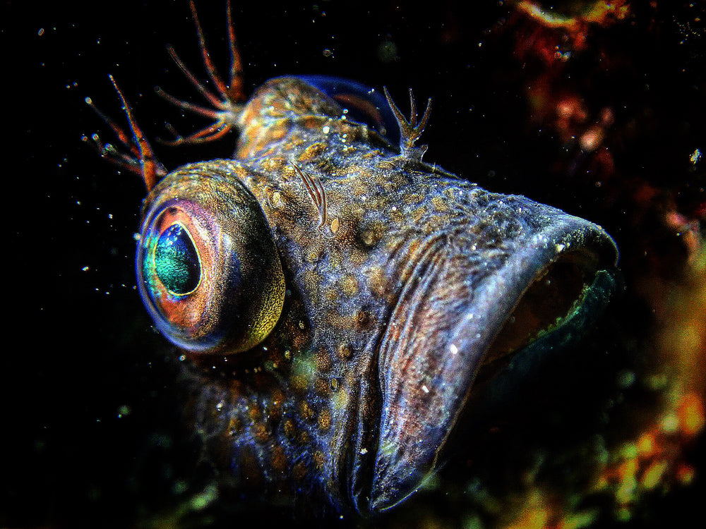 Barcelona Diving Club