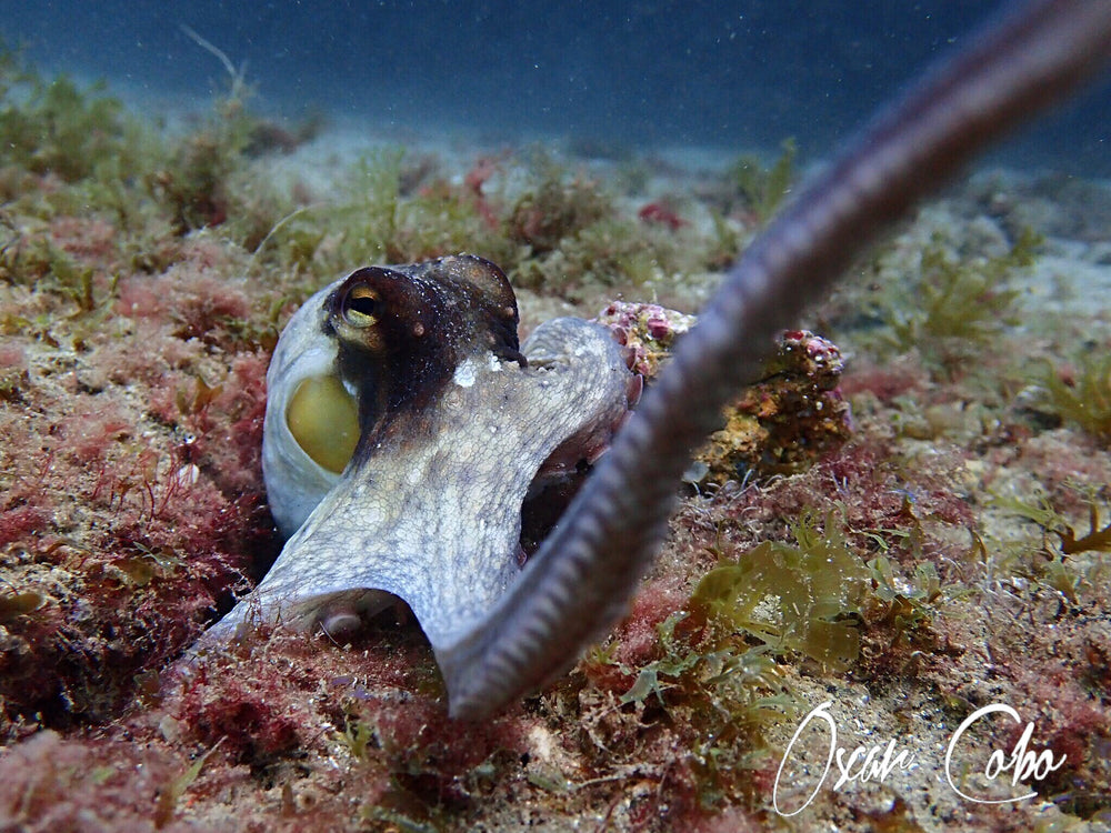 Barcelona Diving Club