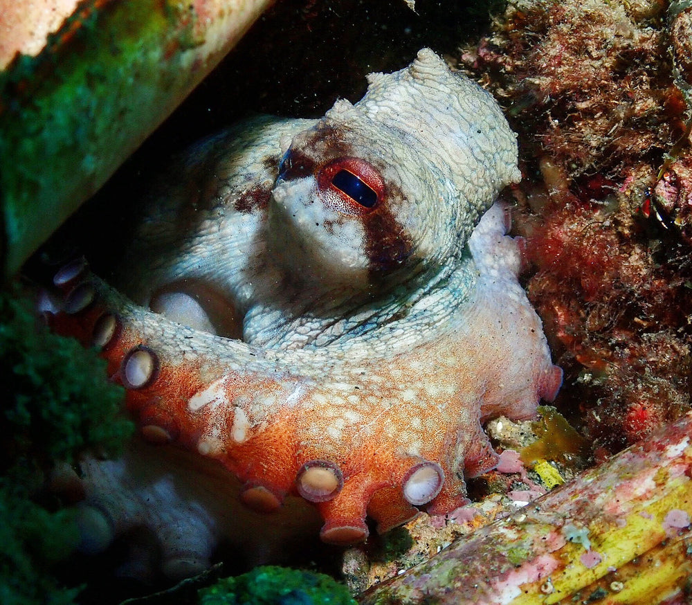 Barcelona Diving Club