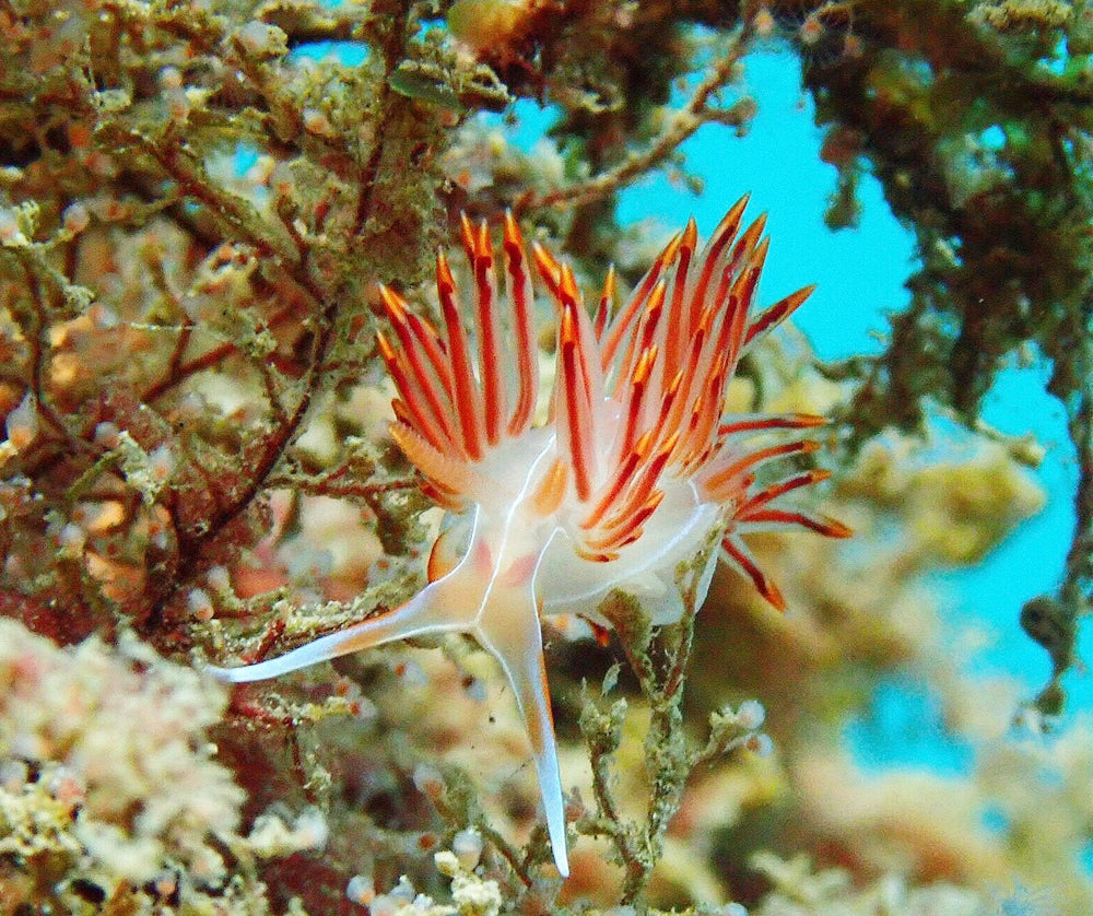 Barcelona Diving Club