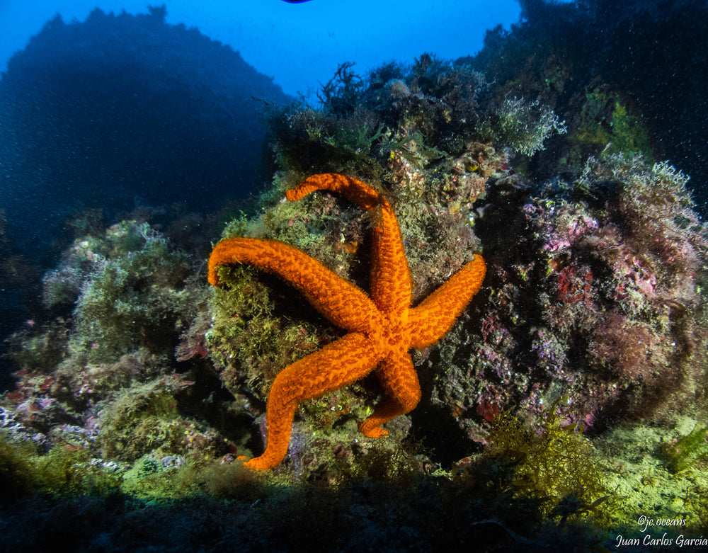 Barcelona Diving Club