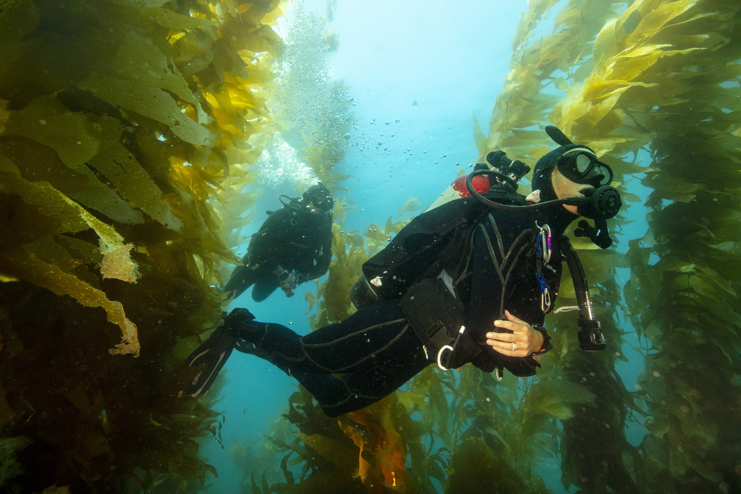 Buceador en el fondo marino manipulando algas durante el curso Underwater Farmer en Barcelona Diving Club