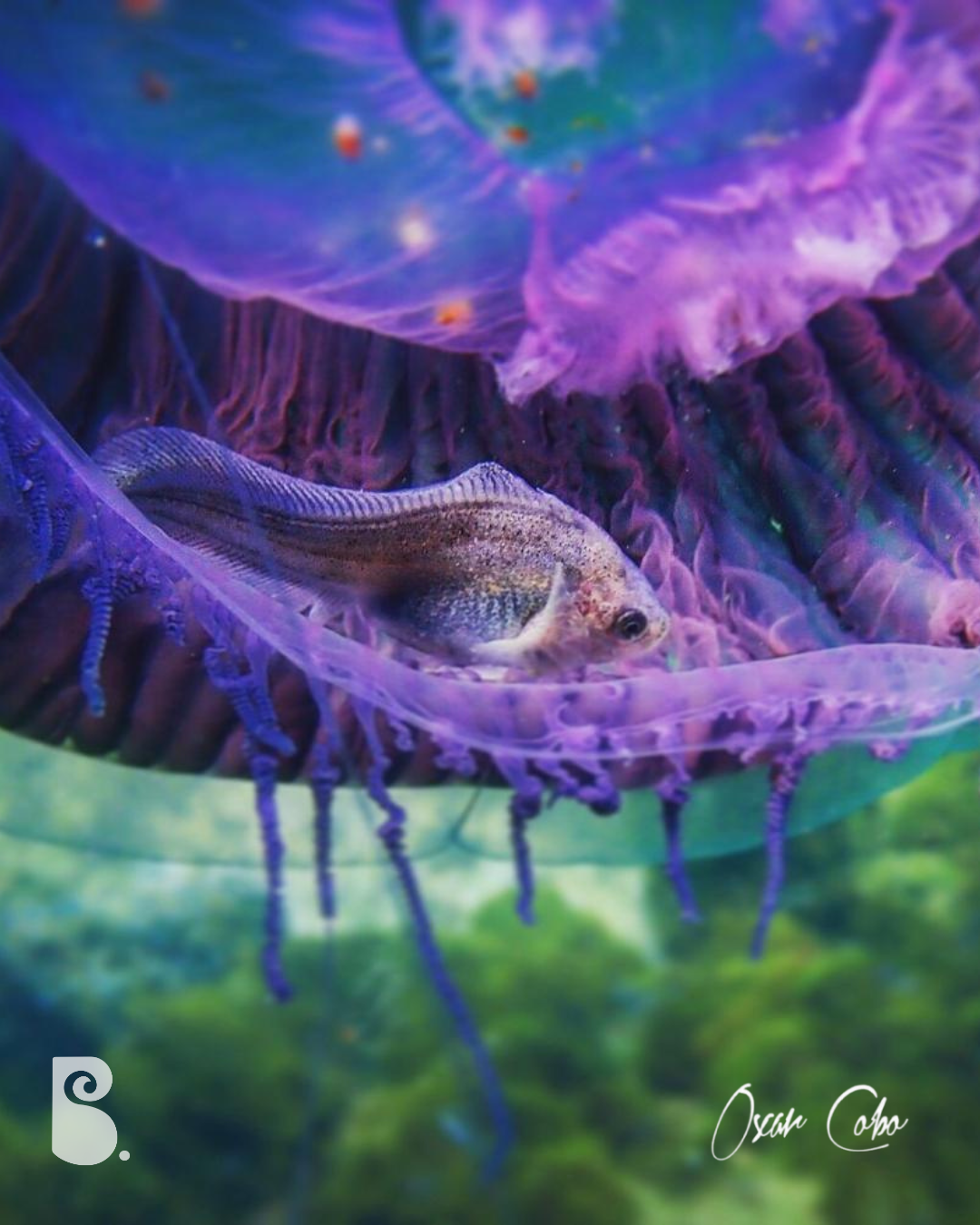 Pez rosa nadando en aguas del mar Mediterráneo frente a la costa de Barcelona