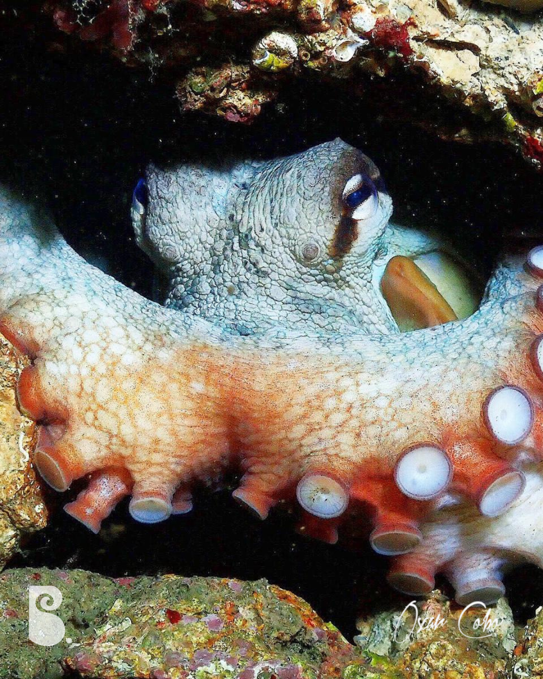 Pulpo en Barcelona, Puerto Olimpico Instagram @barcelonadiving.club