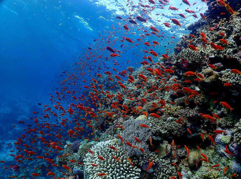 Barcelona Diving Club