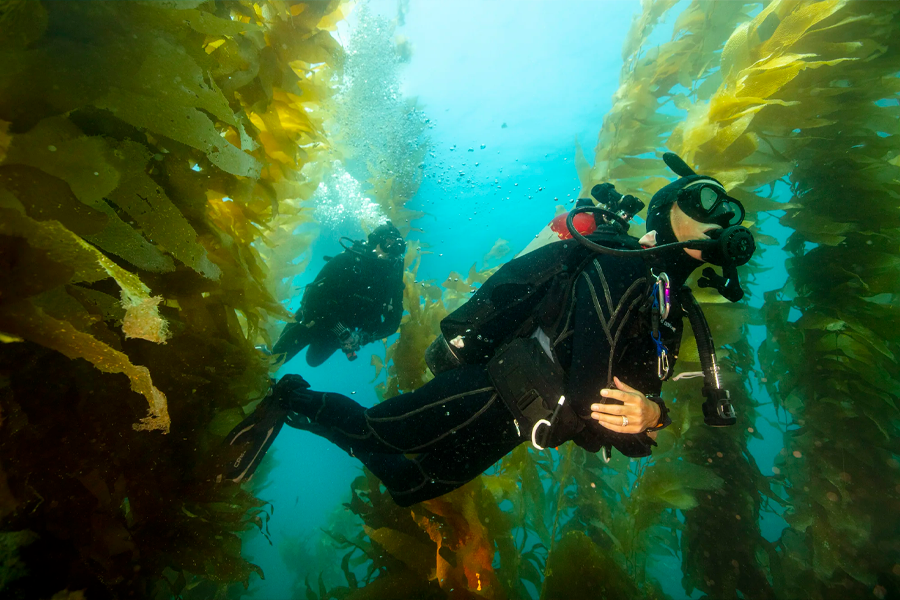 Diving Farmers Barcelona Diving Club