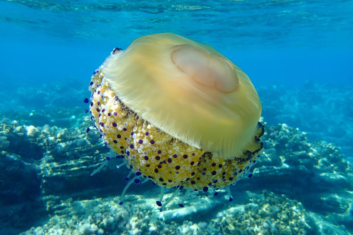 Medusas del Mediterraneo