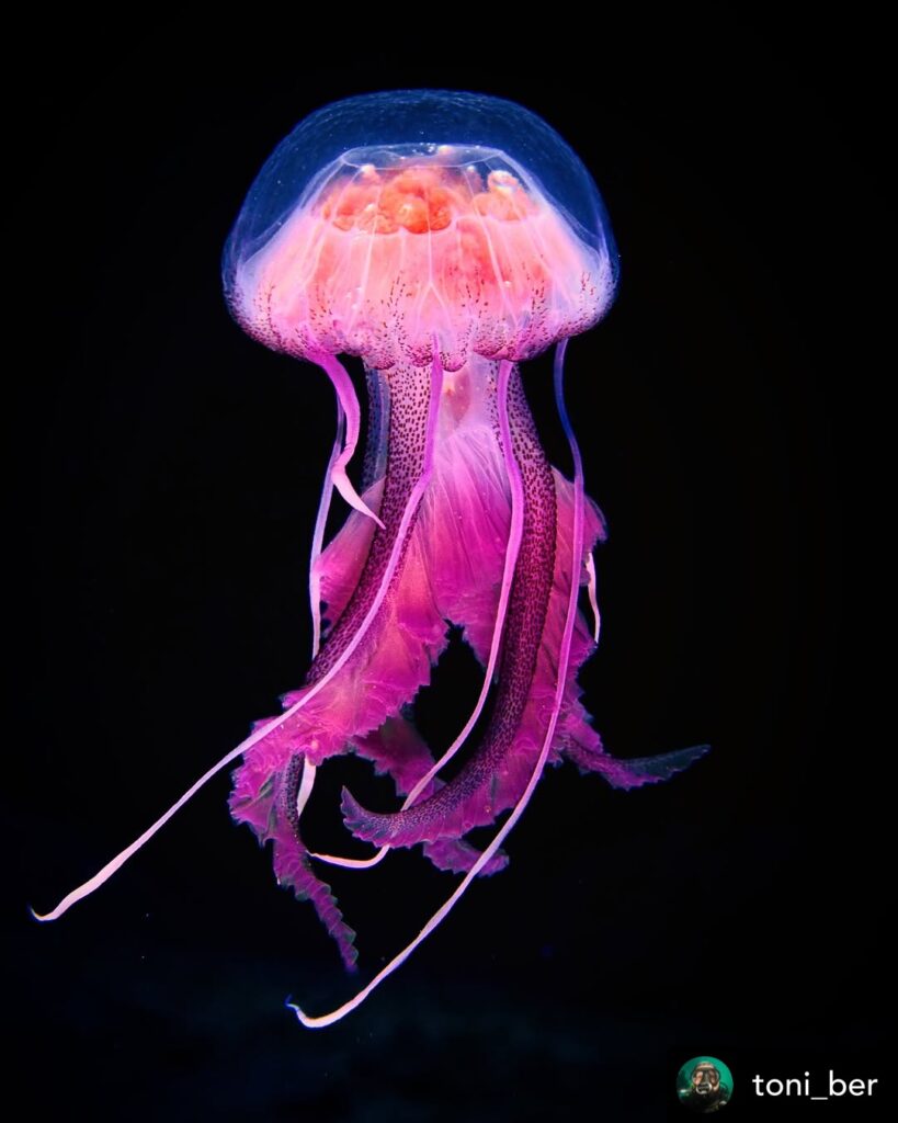 Pelagia noctiluca Clavelina