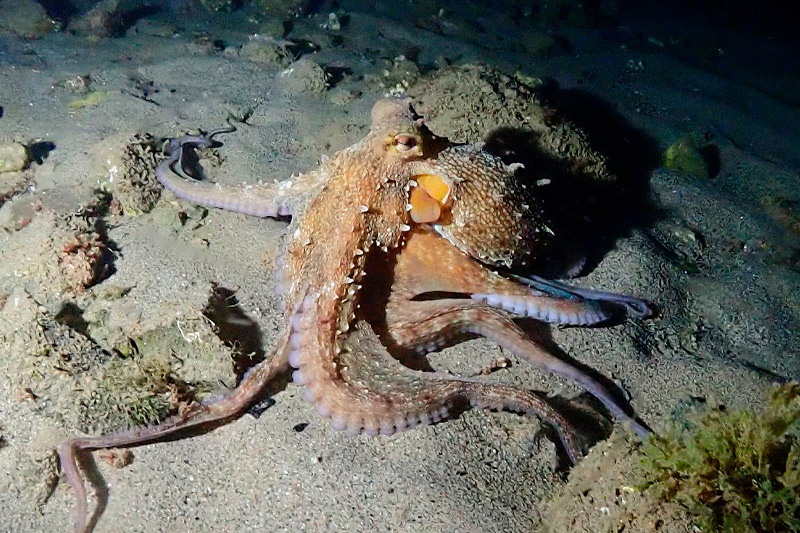 Pulpo buceo en Barcelona