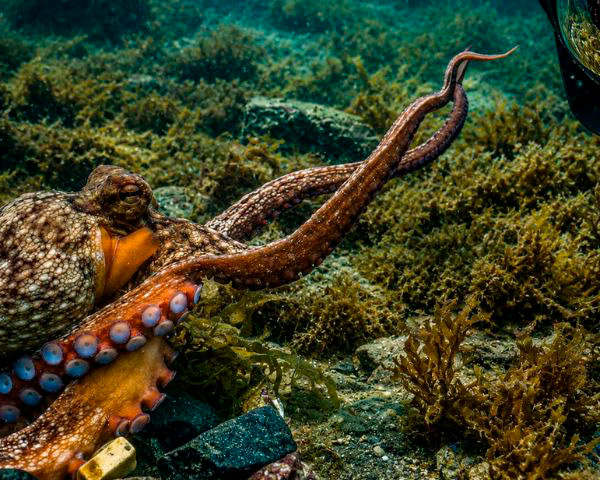 Pulpo en Barcelona